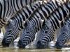 Zebra's Drinking