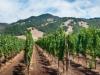 Sonoma Valley
