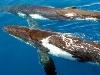 Humpback Whale Excursion