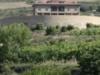 Vineyard In Larioja