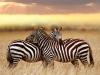 Zebra Sunset