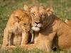 Big 5 Snuggle