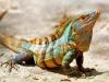 Manuel Antonio Iguana