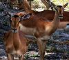 Impala