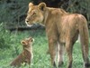 Tanzania Discovery