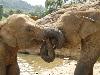 Elephants