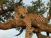 Sabi Sands