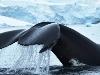 Antarctica