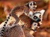 Madagascar Cruise