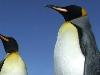 Antarctica