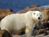 Polar Bear in Summer