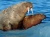 Arctic