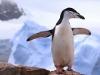 Cruise to Antarctica