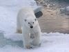 Spitsbergen Explorer