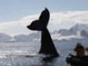 Antarctica