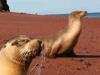 Galapagos