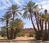 Oasis 