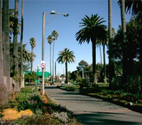 Napier