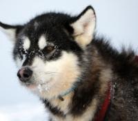 Husky