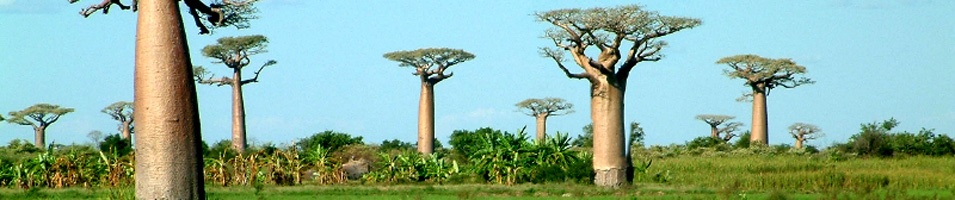 Madagascar