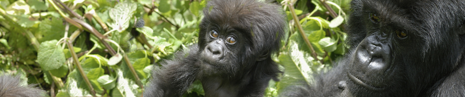 Rwanda