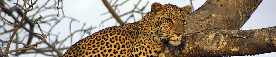 South Africa