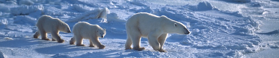 Polar ber Manitoba