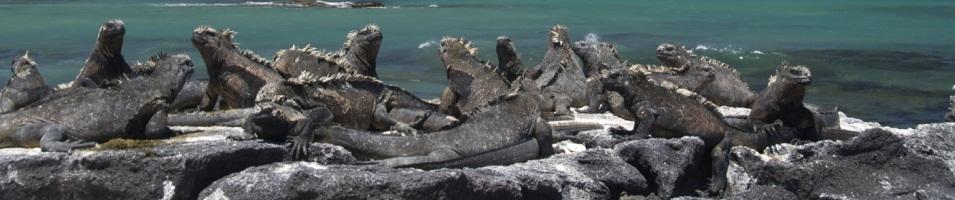 Galapagos