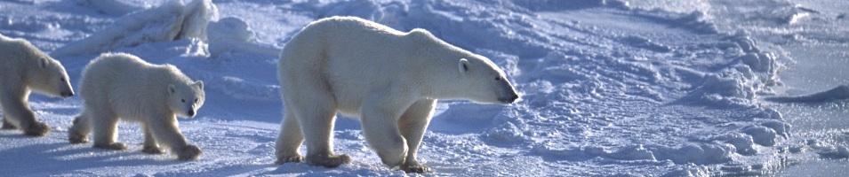 Arctic