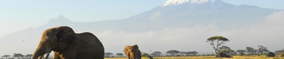 Kilimanjaro