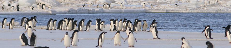 Antarctica