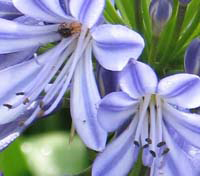 Nuwara Eliya