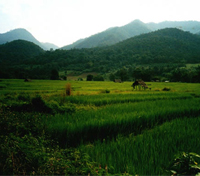 Pai