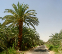 Bahariya
