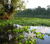Tortuguero