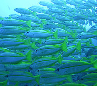 Great Barrier Reef Great Barrier Reef