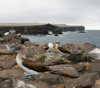 Espanola Island