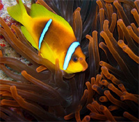 Sharm El Sheikh Sharm El Sheikh