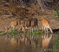 Bandhavgarh