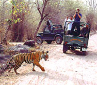 Ranthambore Ranthambore