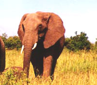 Chobe