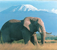 Amboseli