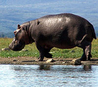 Naivasha Naivasha