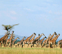 Samburu