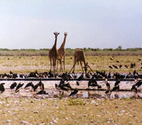 Etosha