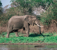 Selous