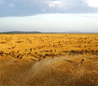 Serengeti Serengeti