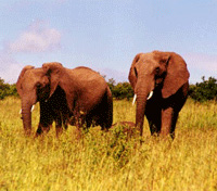 Tarangire Tarangire