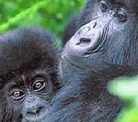 Bwindi