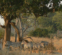 Lower Zambezi